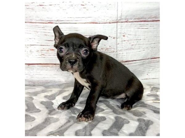 Frenchton-DOG-Female-Black-3985-Petland Hilliard, Ohio