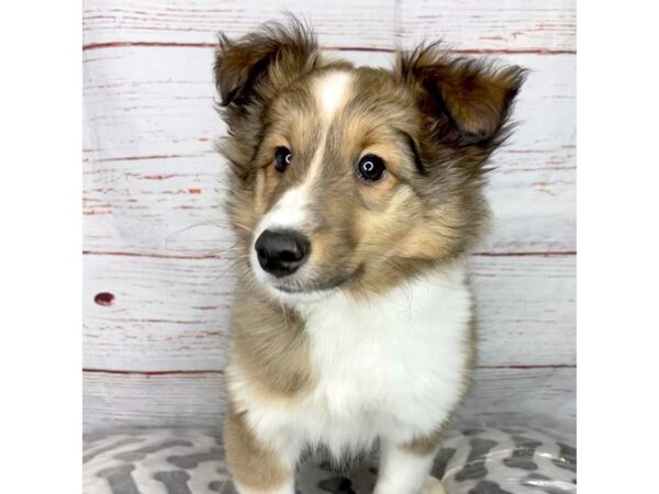 Shetland Sheepdog-DOG-Male-Sable / White-3984-Petland Hilliard, Ohio