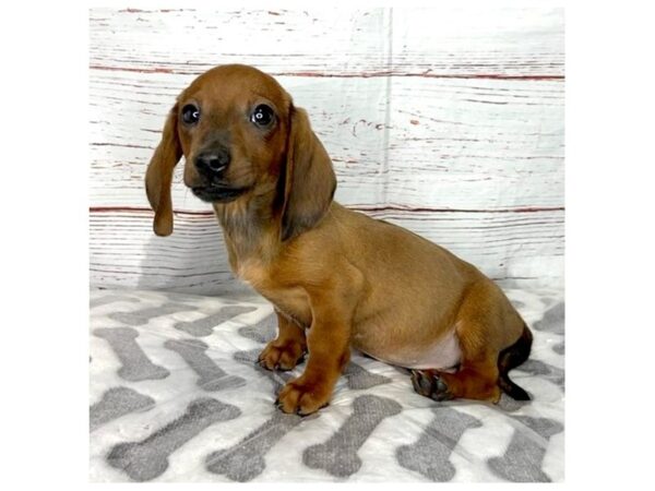 Dachshund-DOG-Male-Red-3981-Petland Hilliard, Ohio