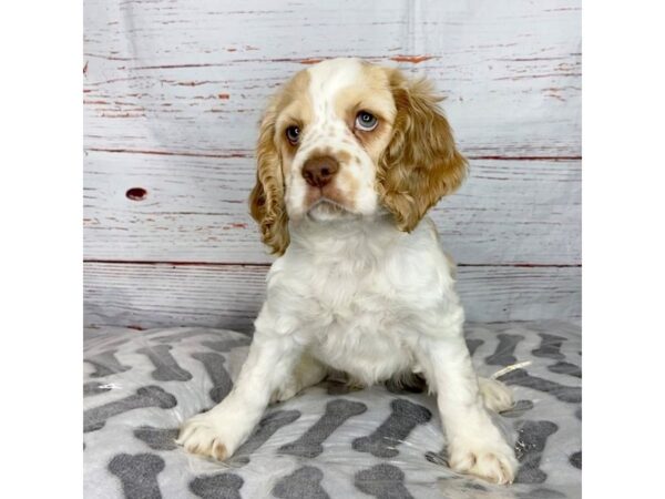 Cocker Spaniel-DOG-Male-Buff / White-3978-Petland Hilliard, Ohio