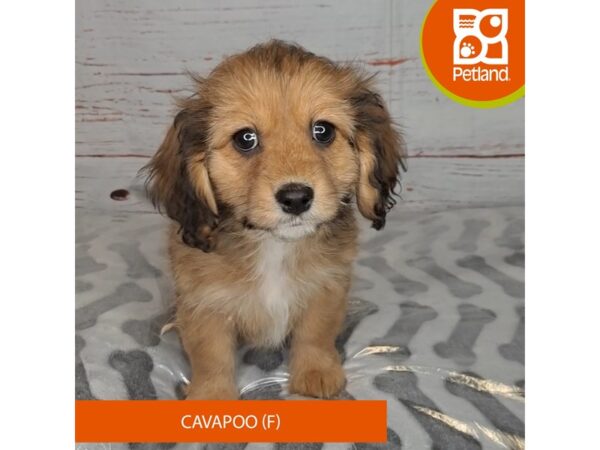 Cavapoo-DOG-Female-Brown&Black-3989-Petland Hilliard, Ohio