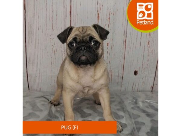 Pug-DOG-Female-Fawn-3993-Petland Hilliard, Ohio