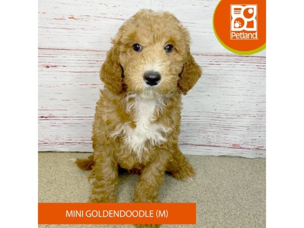 Mini Goldendoodle-DOG-Male-Red-3999-Petland Hilliard, Ohio