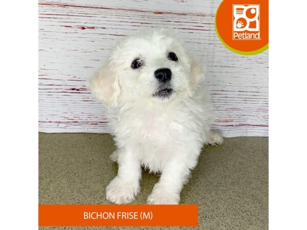 Bichon Frise-DOG-Male-White-3997-Petland Hilliard, Ohio