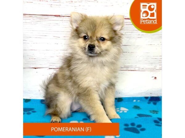 Pomeranian-DOG-Female-Red Sable-3975-Petland Hilliard, Ohio