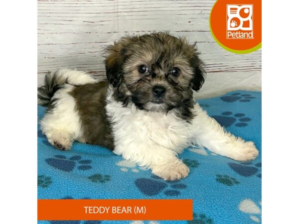 Teddy Bear DOG Male Tri 4002 Petland Hilliard, Ohio