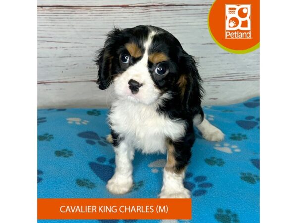 Cavalier King Charles Spaniel DOG Male Tri 4001 Petland Hilliard, Ohio