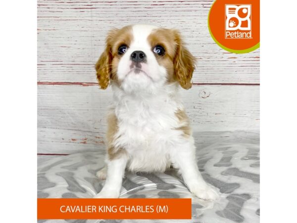 Cavalier King Charles Spaniel DOG Male Blenheim 3970 Petland Hilliard, Ohio