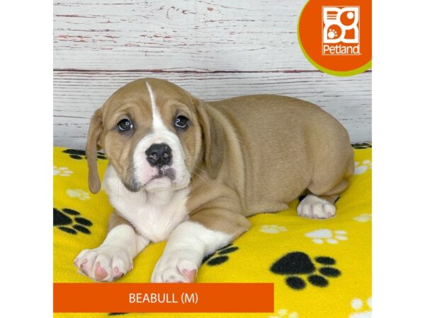 Beabull-DOG-Male-Brown-4004-Petland Hilliard, Ohio