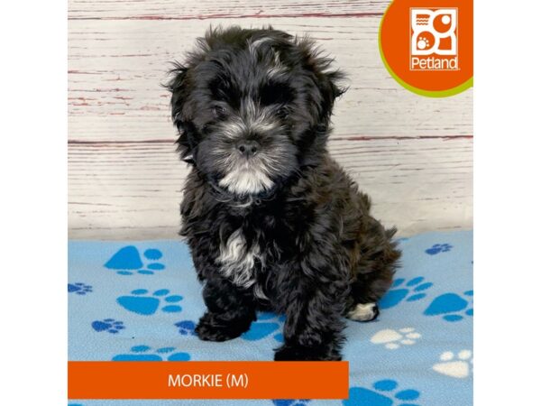 Morkie-DOG-Male-Black-4003-Petland Hilliard, Ohio