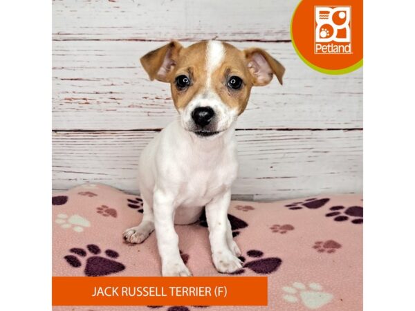 Jack Russell Terrier-DOG-Female-White-4017-Petland Hilliard, Ohio