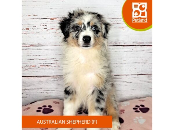 Australian Shepherd-DOG-Female-Blue Merle-4008-Petland Hilliard, Ohio