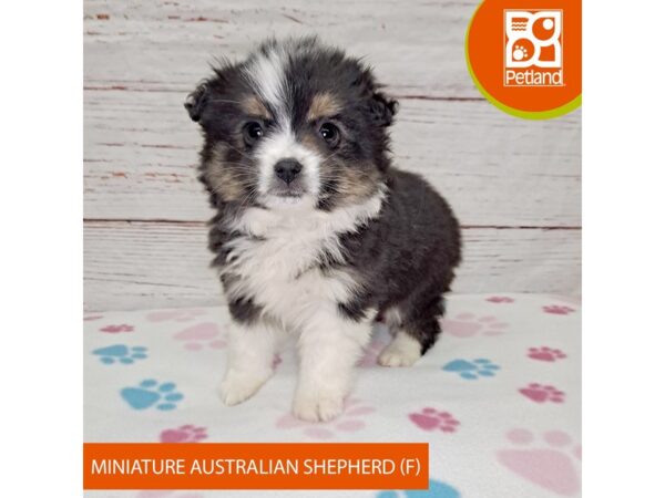 Miniature Australian Shepherd-DOG-Female-Tri-4030-Petland Hilliard, Ohio