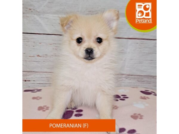 Pomeranian-DOG-Female-Cream-4029-Petland Hilliard, Ohio