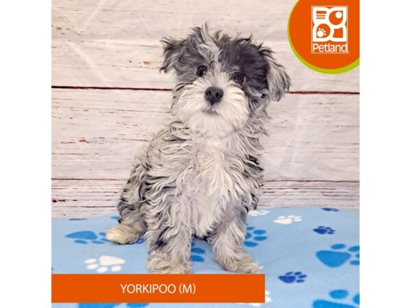 Yorkipoo-DOG-Male-Blue Merle-4026-Petland Hilliard, Ohio