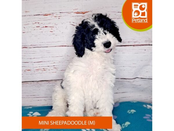 Mini Sheepadoodle-DOG-Male-Black / White-4024-Petland Hilliard, Ohio