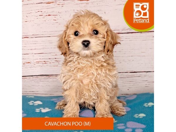 Cavachon Poo-DOG-Male-Apricot-4019-Petland Hilliard, Ohio