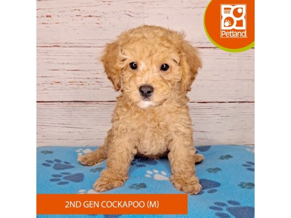 Cock A Poo 2nd Gen-DOG-Male-Red-4018-Petland Hilliard, Ohio