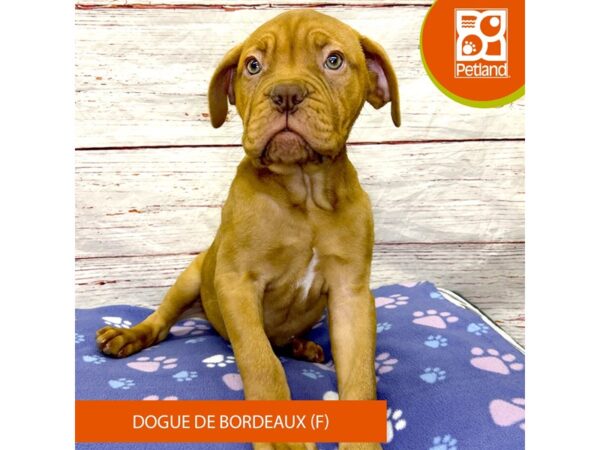 Dogue De Bordeaux-DOG-Female-Red-4009-Petland Hilliard, Ohio