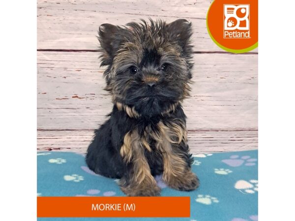 Morkie-DOG-Male-Black / Tan-4038-Petland Hilliard, Ohio