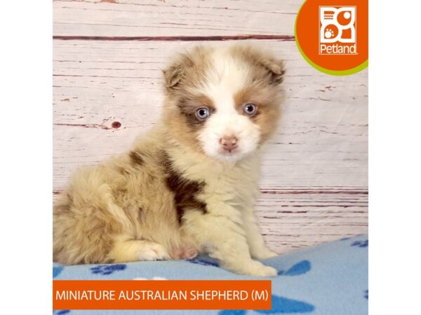 Miniature Australian Shepherd-DOG-Male-Red Merle-4043-Petland Hilliard, Ohio