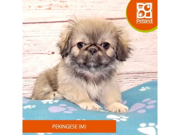 Pekingese-DOG-Male-Red Sable-4041-Petland Hilliard, Ohio