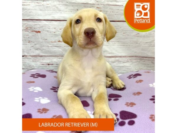 Labrador Retriever-DOG-Male-Yellow-4039-Petland Hilliard, Ohio