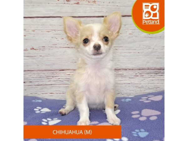 Chihuahua-DOG-Male-Cream / White-4055-Petland Hilliard, Ohio