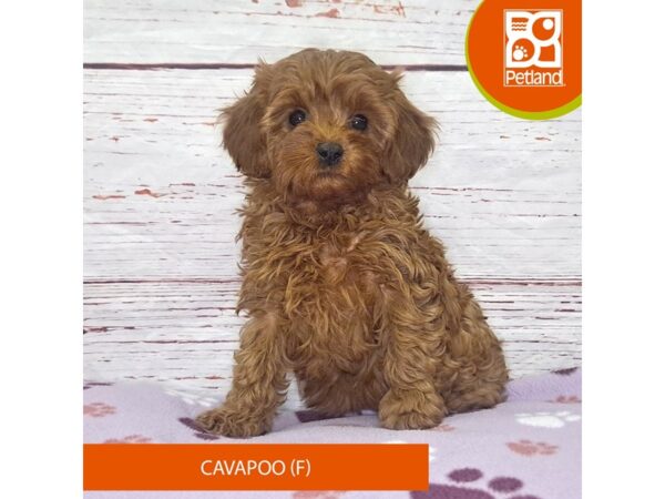 Cavapoo-DOG-Female-Red-4046-Petland Hilliard, Ohio