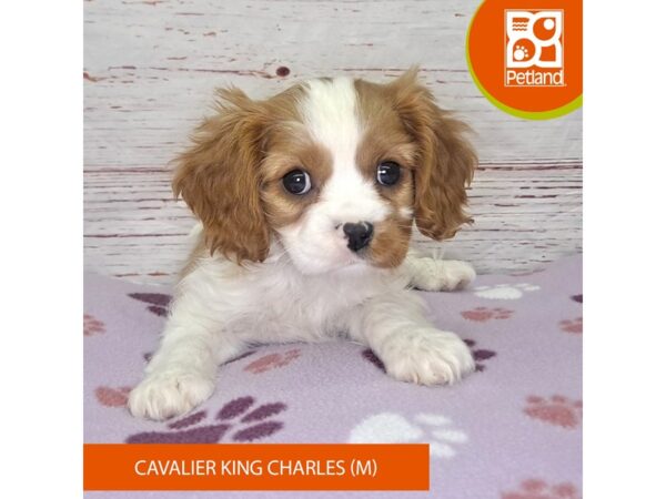 Cavalier King Charles Spaniel DOG Male Blenheim 4047 Petland Hilliard, Ohio