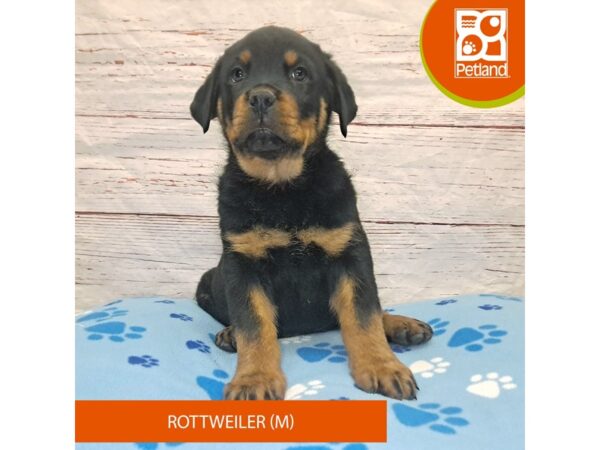 Rottweiler-DOG-Male-Black / Tan-4049-Petland Hilliard, Ohio