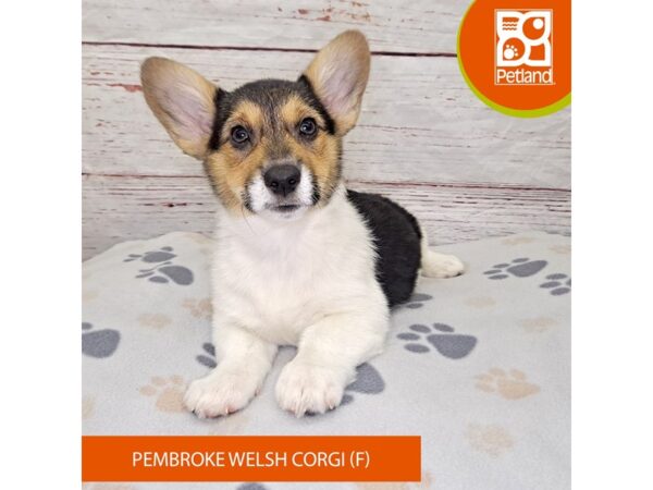 Pembroke Welsh Corgi-DOG-Female-Tri-Colored-4051-Petland Hilliard, Ohio