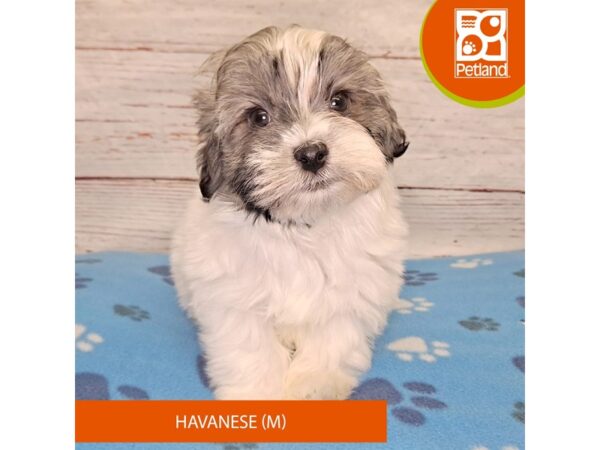 Havanese-DOG-Male-Tri-Colored-4057-Petland Hilliard, Ohio