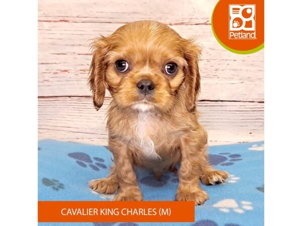 Cavalier King Charles Spaniel-DOG-Male-Ruby-4058-Petland Hilliard, Ohio