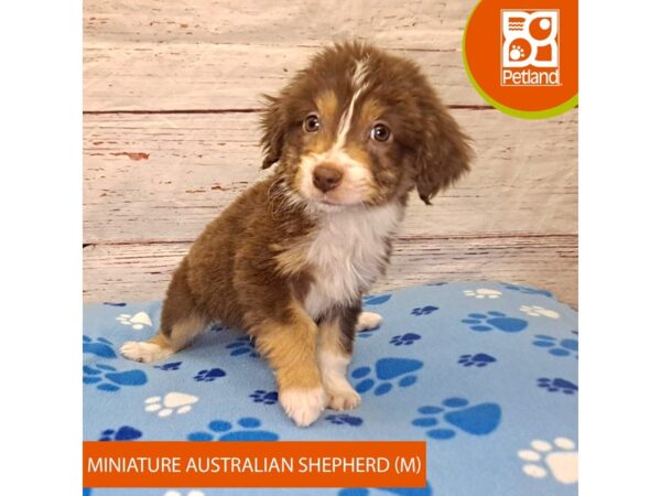 Miniature Australian Shepherd-DOG-Male-Red-4068-Petland Hilliard, Ohio