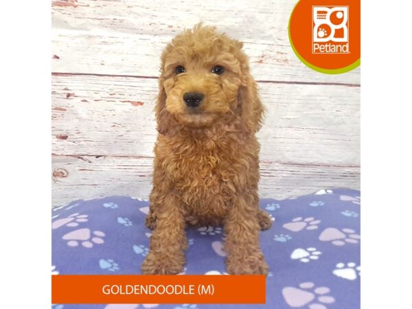 Poodle/Golden Retriever-DOG-Male-Dark Golden-4067-Petland Hilliard, Ohio