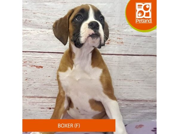 Boxer-DOG-Female-Fawn / White-4066-Petland Hilliard, Ohio