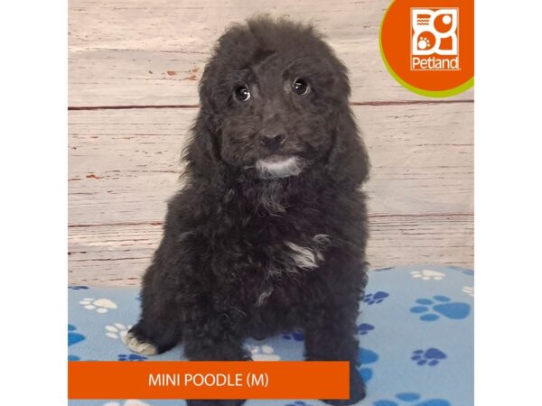 Poodle Mini-DOG-Male-Black-4071-Petland Hilliard, Ohio