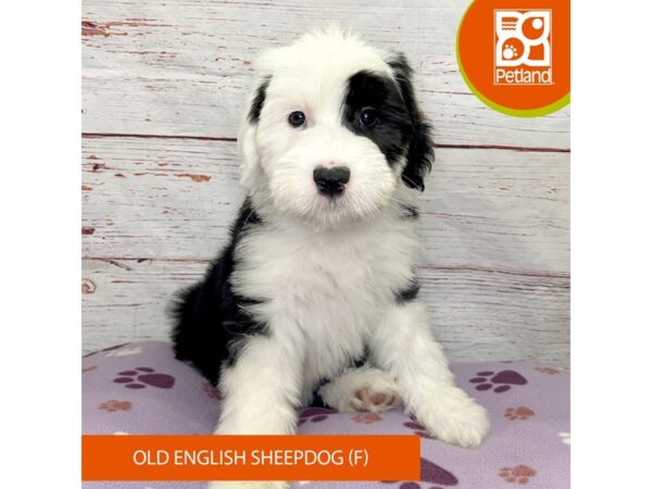 Old English Sheepdog-DOG-Female-Black / White-4076-Petland Hilliard, Ohio