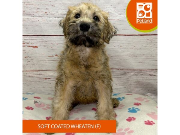 Soft Coated Wheaten Terrier-DOG-Female-Wheaten-4074-Petland Hilliard, Ohio