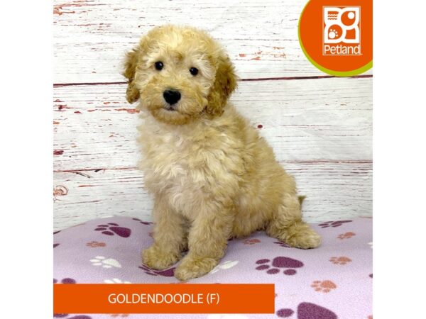 Goldendoodle-DOG-Female-Golden-4073-Petland Hilliard, Ohio