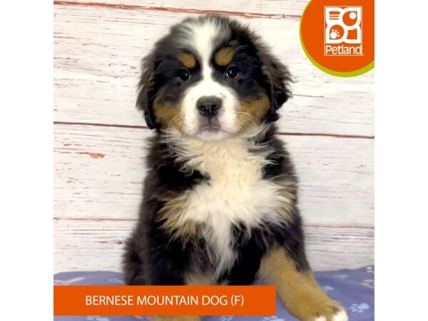 Bernese Mountain Dog-DOG-Female-Tri-Colored-4072-Petland Hilliard, Ohio