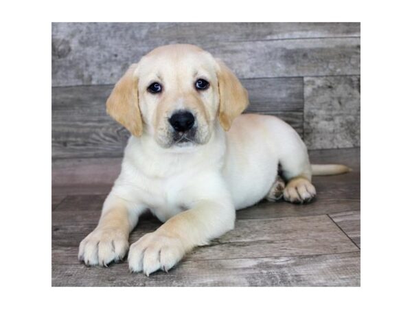 Labrador Retriever-DOG-Male-Yellow-4081-Petland Hilliard, Ohio