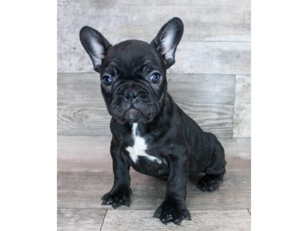 French Bulldog-DOG-Male-Black Brindle-4082-Petland Hilliard, Ohio