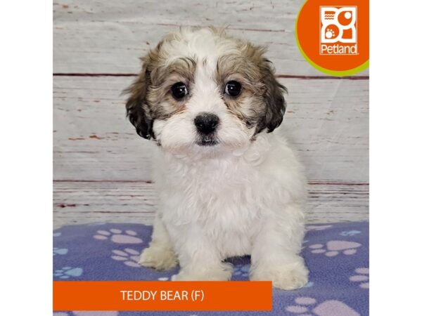 Teddy Bear-DOG-Female-Tri-4092-Petland Hilliard, Ohio