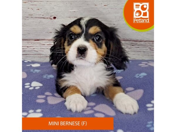 Mini Bernese-DOG-Female-Tri-Colored-4089-Petland Hilliard, Ohio