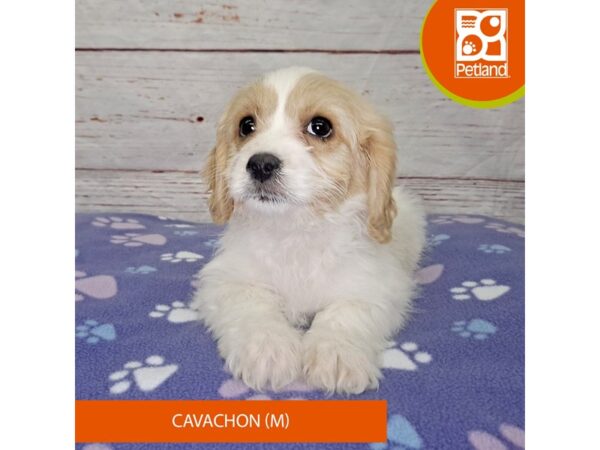 Cavachon DOG Male 4085 Petland Hilliard, Ohio