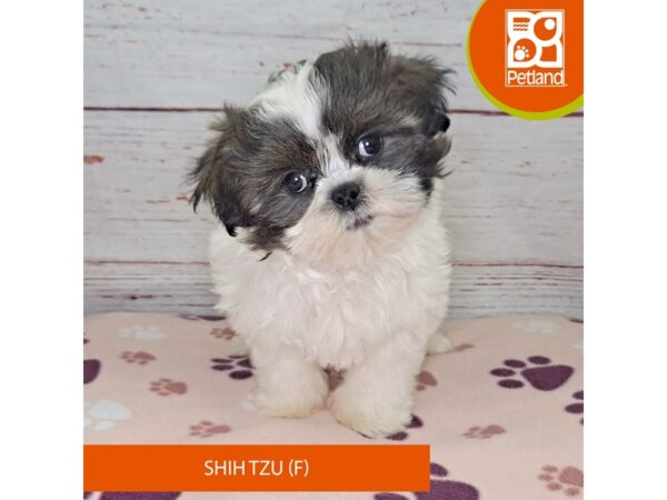 Shih Tzu-DOG-Female-Brindle / White-4100-Petland Hilliard, Ohio