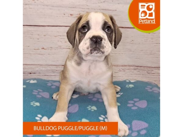 Bulldog Puggle (English Bulldog/Puggle-Dog-Male-Fawn / White-4096-Petland Hilliard, Ohio