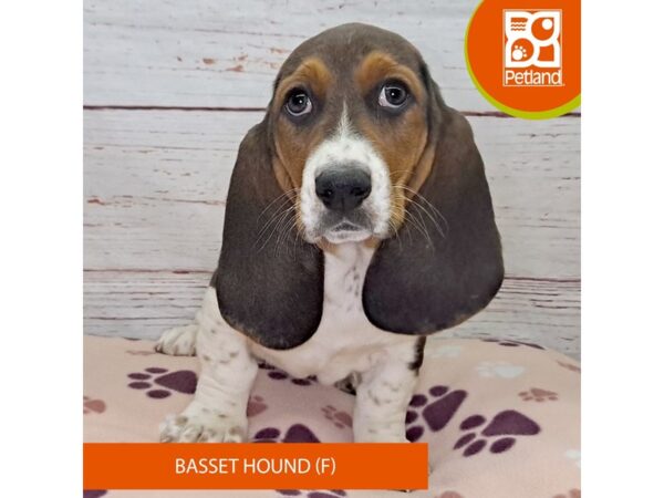 Basset Hound-DOG-Female-Black / Tan-4095-Petland Hilliard, Ohio